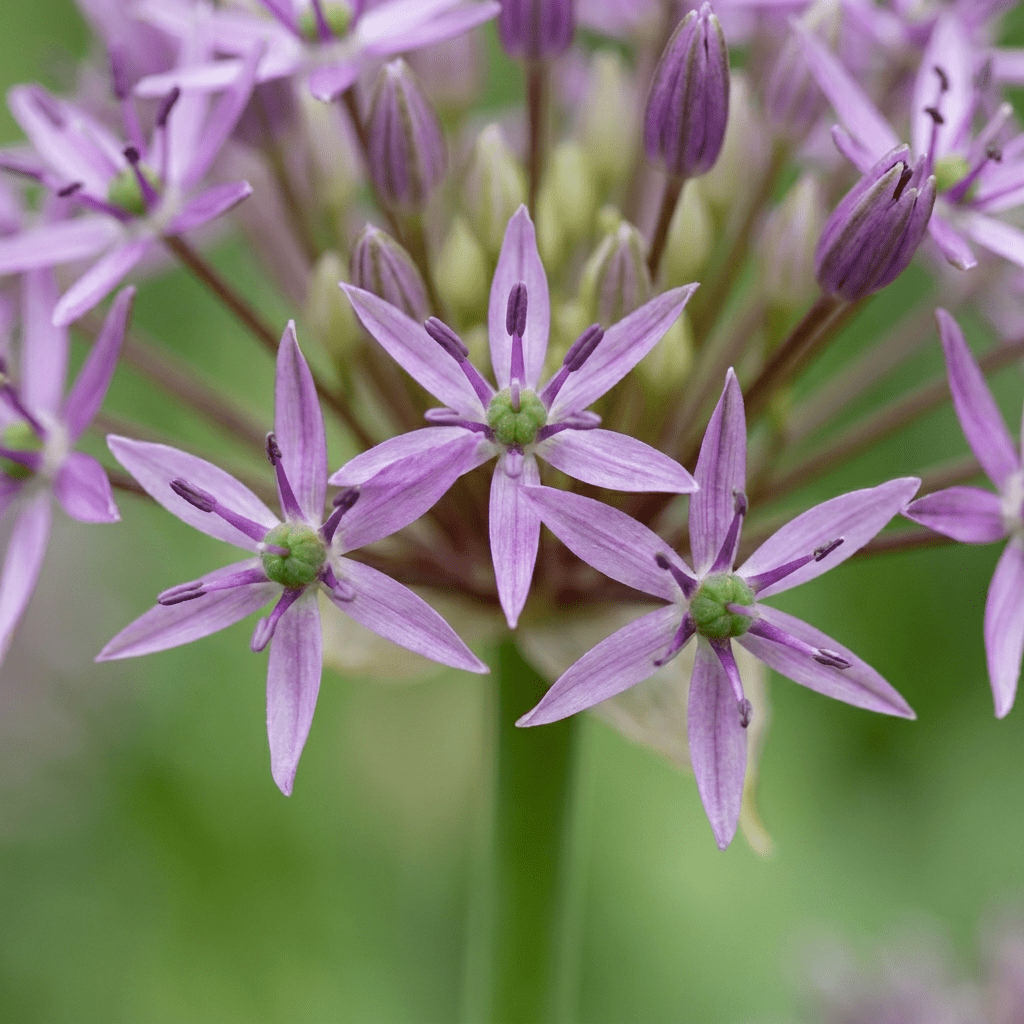 Sternkugel-Lauch – Allium christophii online kaufen | 30 bis 120 Blumenzwiebeln, riesige Blütensterne – Wurzelwerk Design - Wurzelwerk Design