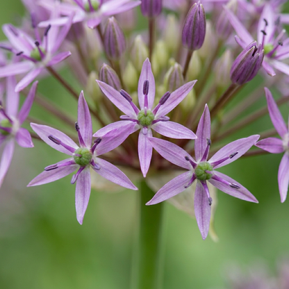 Sternkugel-Lauch – Allium christophii online kaufen | 30 bis 120 Blumenzwiebeln, riesige Blütensterne – Wurzelwerk Design