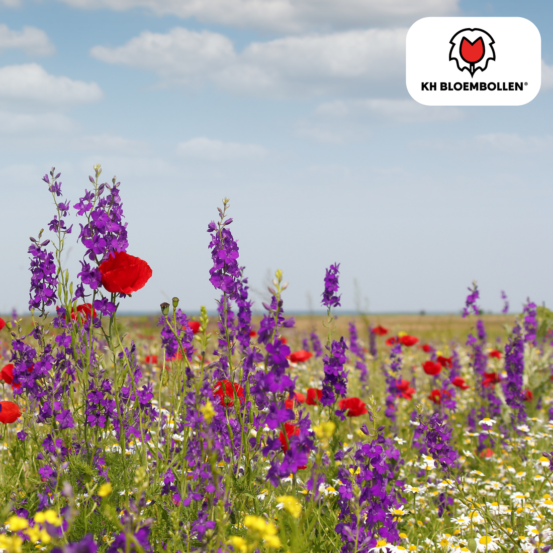 Wildblumensamenmischung – 100 g | Bienenfreundlich &amp; heimisch