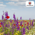Wildblumensamenmischung – 100 g | Bienenfreundlich & heimisch - Wurzelwerk Design
