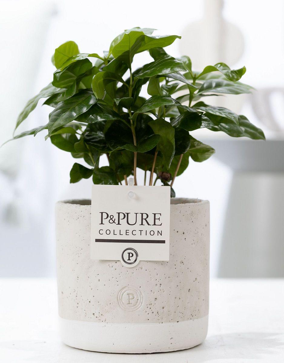 Everspring Coffea Arabica Pflanze in P&amp;PURE Jade Keramik, 12 cm Durchmesser, 20 cm hoch, grüner Kaffeebaum in Topf