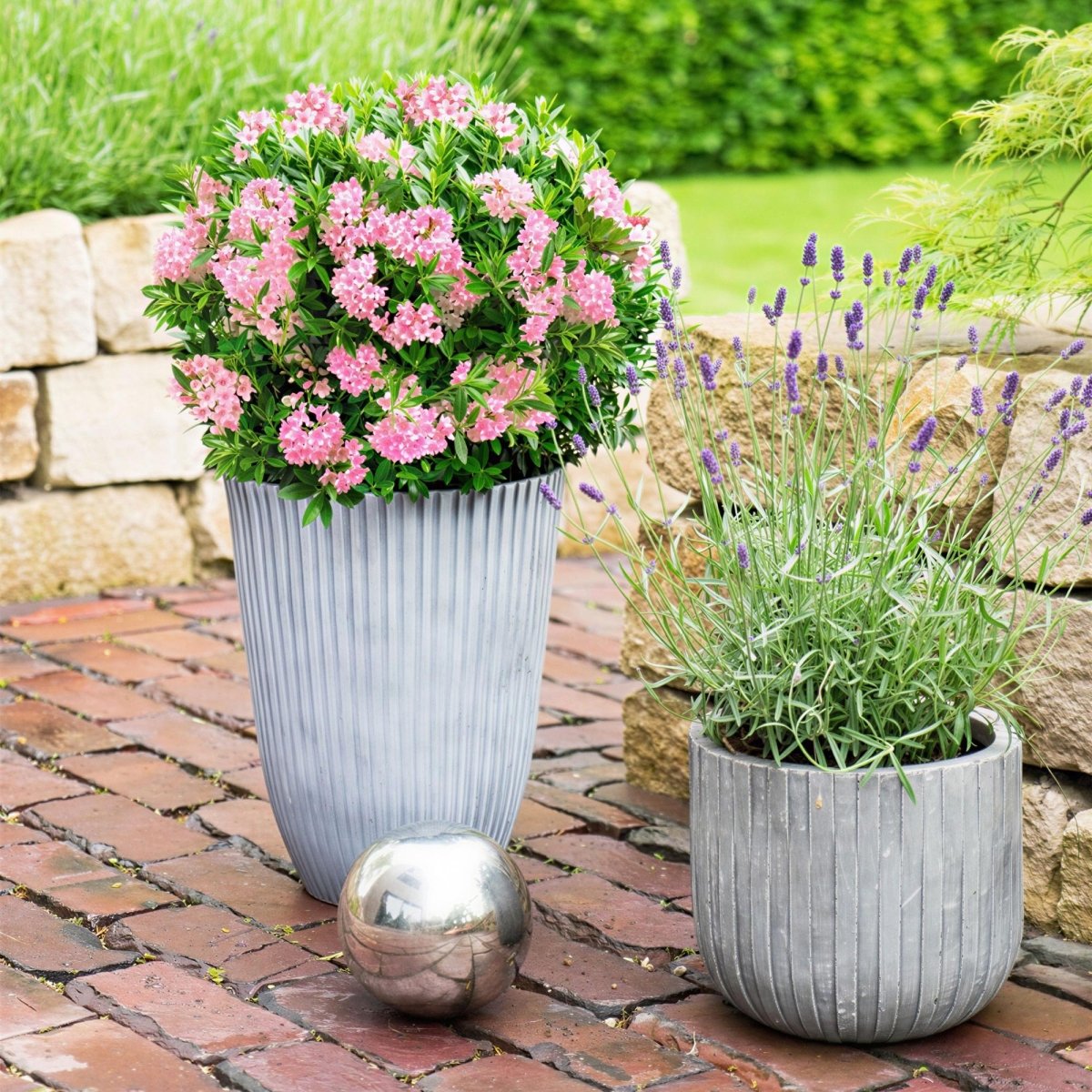Rhododendron Bloombux Magenta kaufen | Topf Ø 23 cm, Höhe 45–55 cm - Wurzelwerk Design