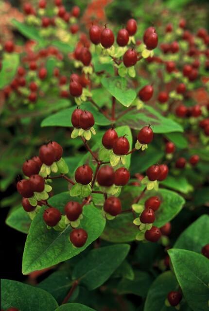 Sechs Hypericum inodorum &