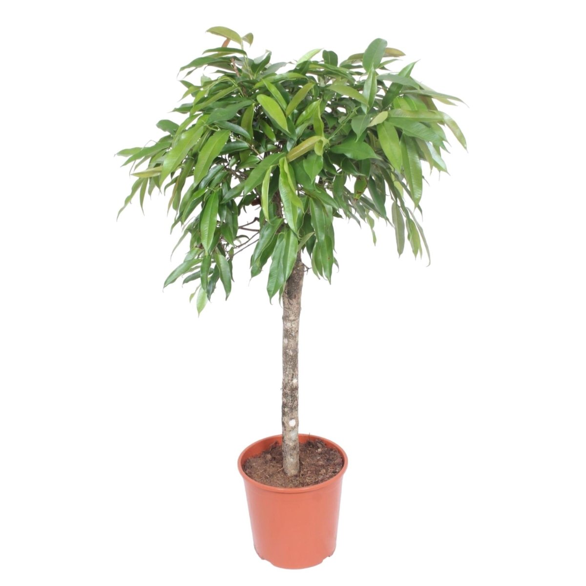 Ficus Amstel King – Zimmerpflanze mit geflochtenem Stamm - Wurzelwerk Design