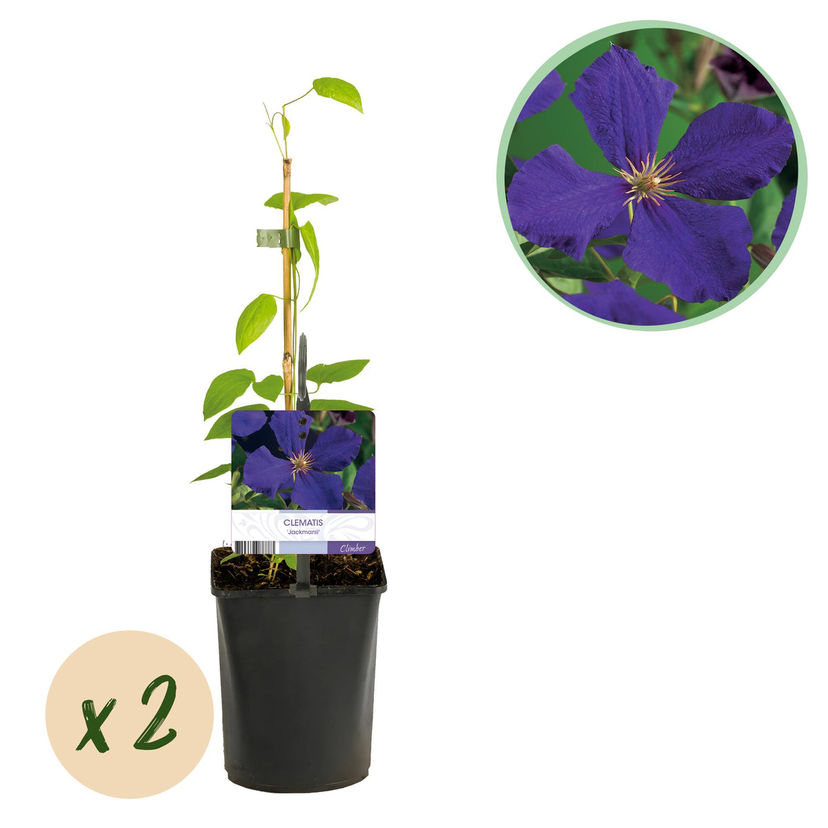 Zwei Everspring Clematis Jackmanii Pflanzen mit blauen Blüten, in 11cm Töpfen, etwa 40cm hoch, wenig Pflege erforderlich