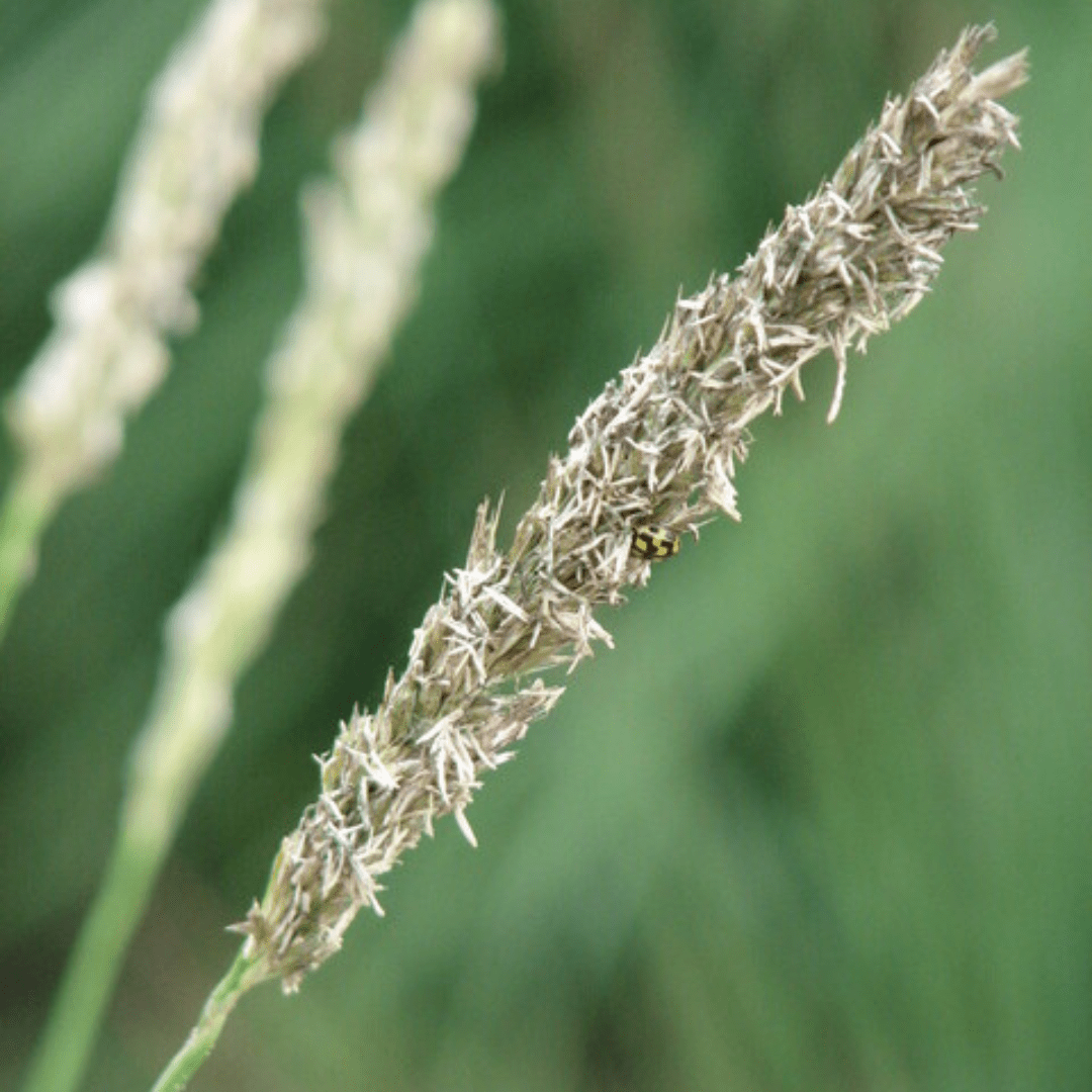 Sechsmal Sesleria autumnalis Pflanze, ca. 10-25 cm hoch, mit grünen Blättern, in schwarzen Töpfen, von Everspring.