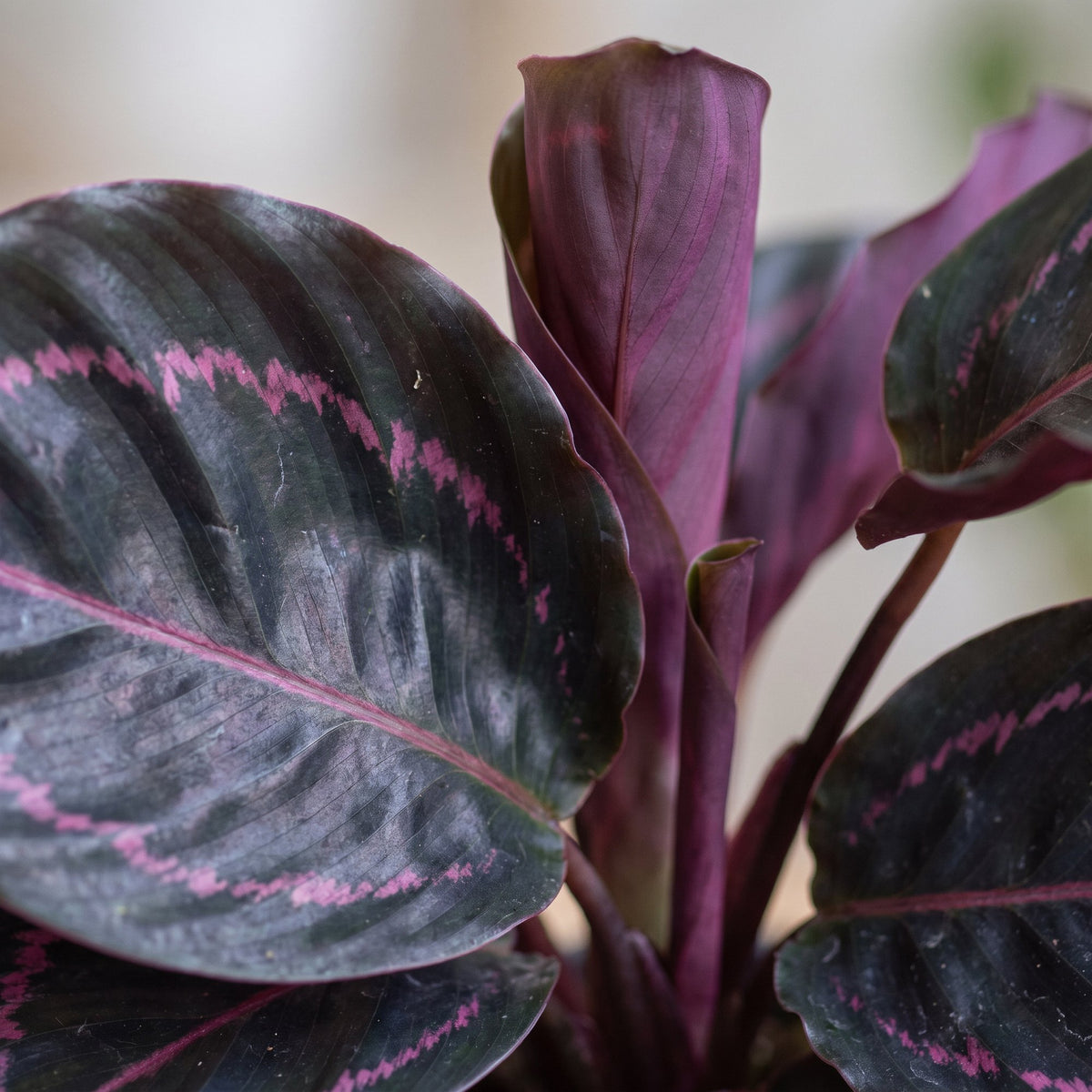 Calathea &