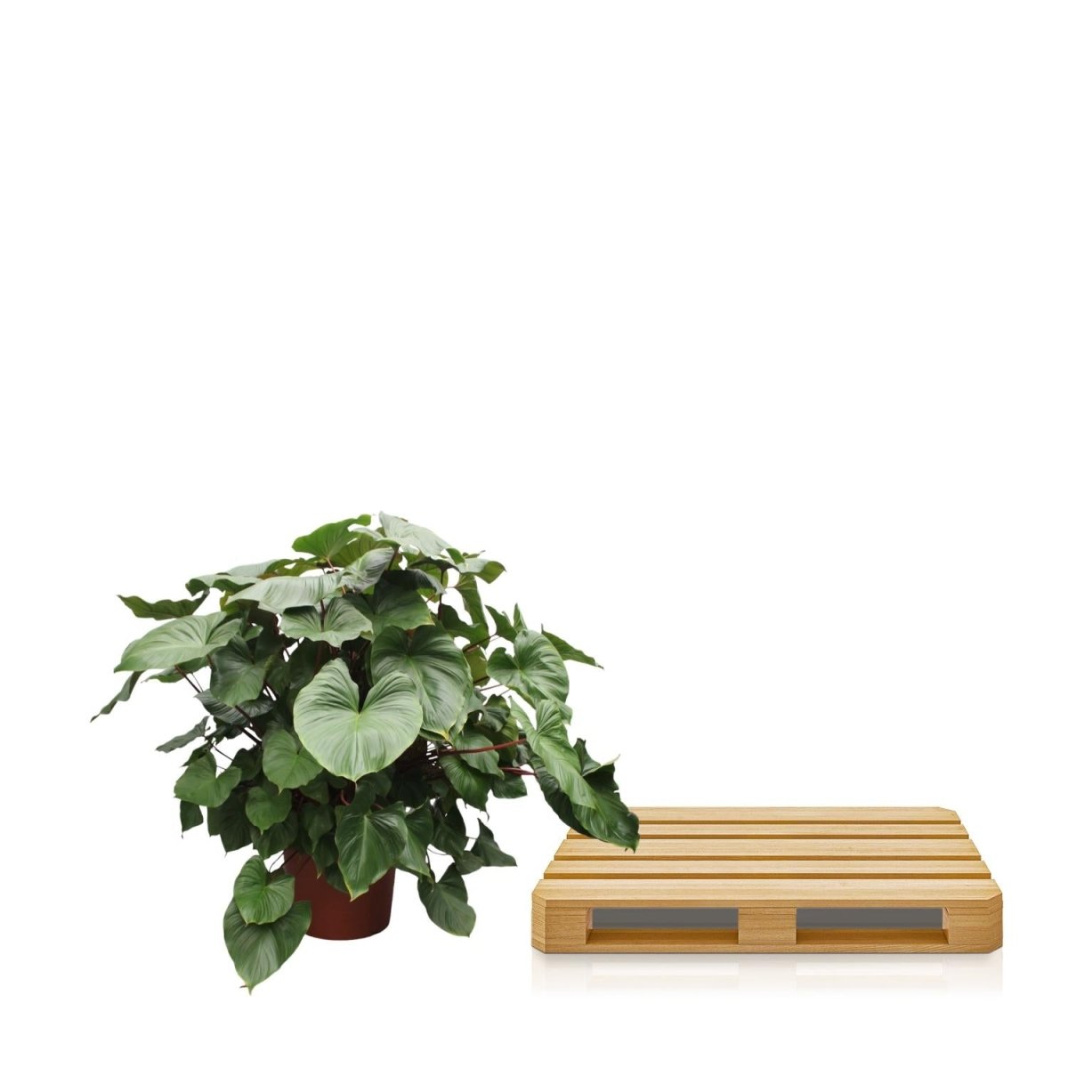 Homalomena Rubescens Maggy - 170 cm - Ø 60 cm - Wurzelwerk Design