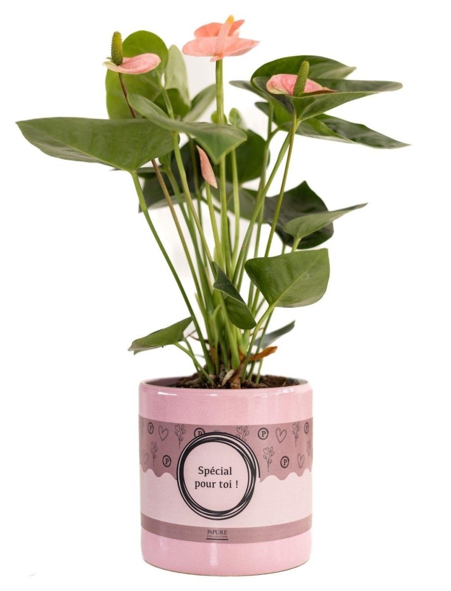 Anthurium Pink (Spirit) in P&amp;PURE „Special Pour Toi“ - Verpackung - Ø 12 cm - Höhe 45 cm - Wurzelwerk Design