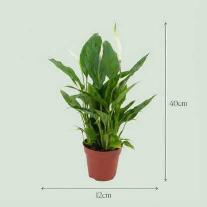 Everspring Spathiphyllum Pflanze, Ø 12 cm, 35-40 cm hoch, mit grünen Blättern, für Innenräume.