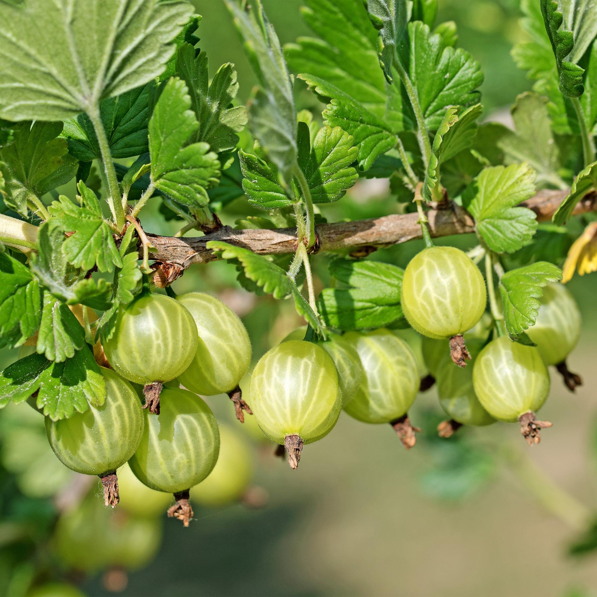 Zwei Ribes uva-crispa Invicta Stachelbeer-Pflanzen in Töpfen, grüne Beeren, Höhe 40cm, Everspring.