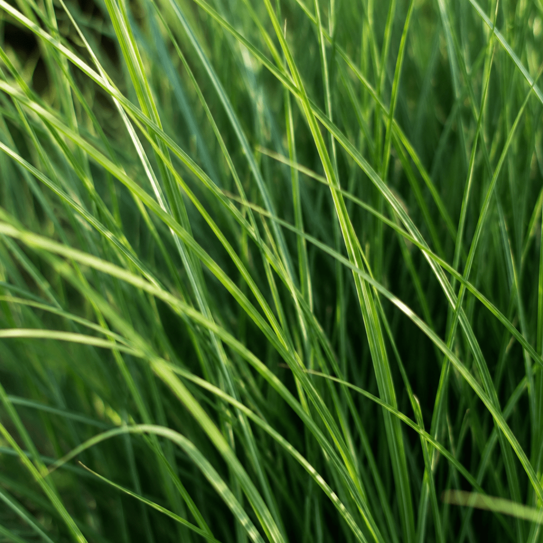 Rutenhirse Northwind kaufen | 3× Panicum virgatum, Ø 12 cm - Wurzelwerk Design