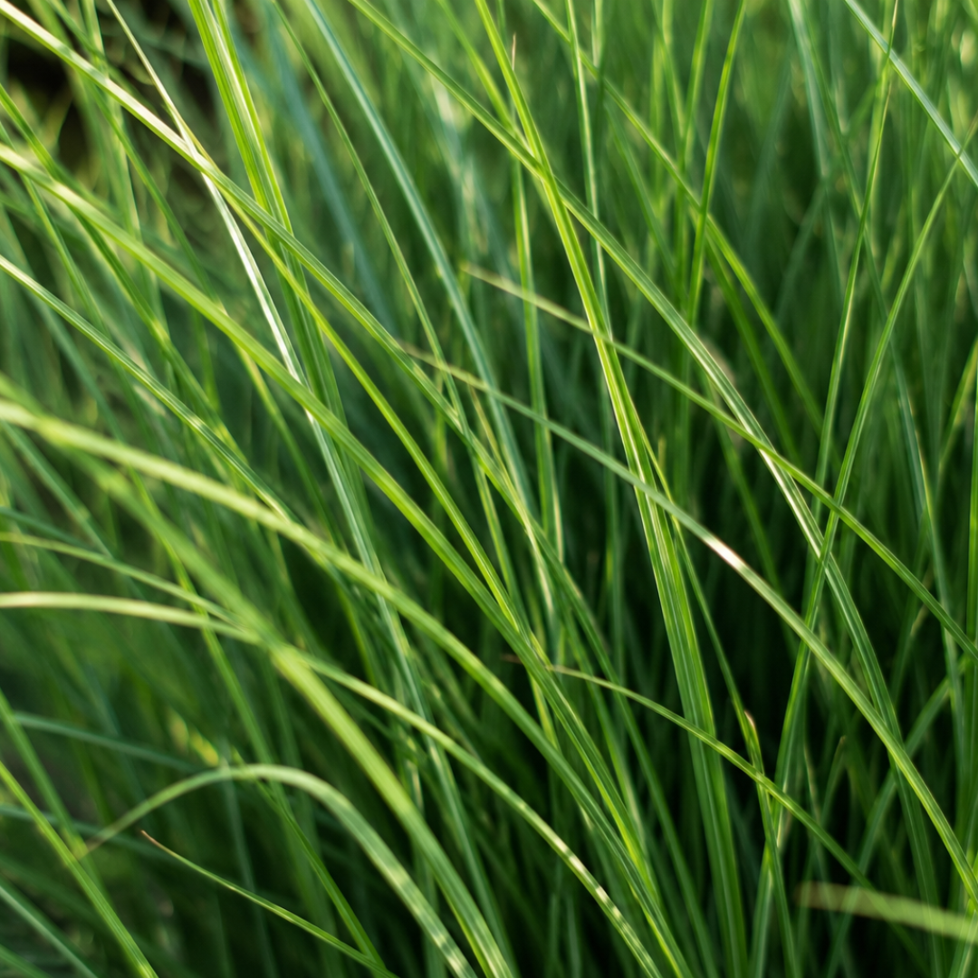 Rutenhirse Northwind kaufen | 3× Panicum virgatum, Ø 12 cm
