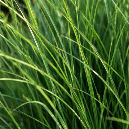 Rutenhirse Northwind kaufen | 3× Panicum virgatum, Ø 12 cm