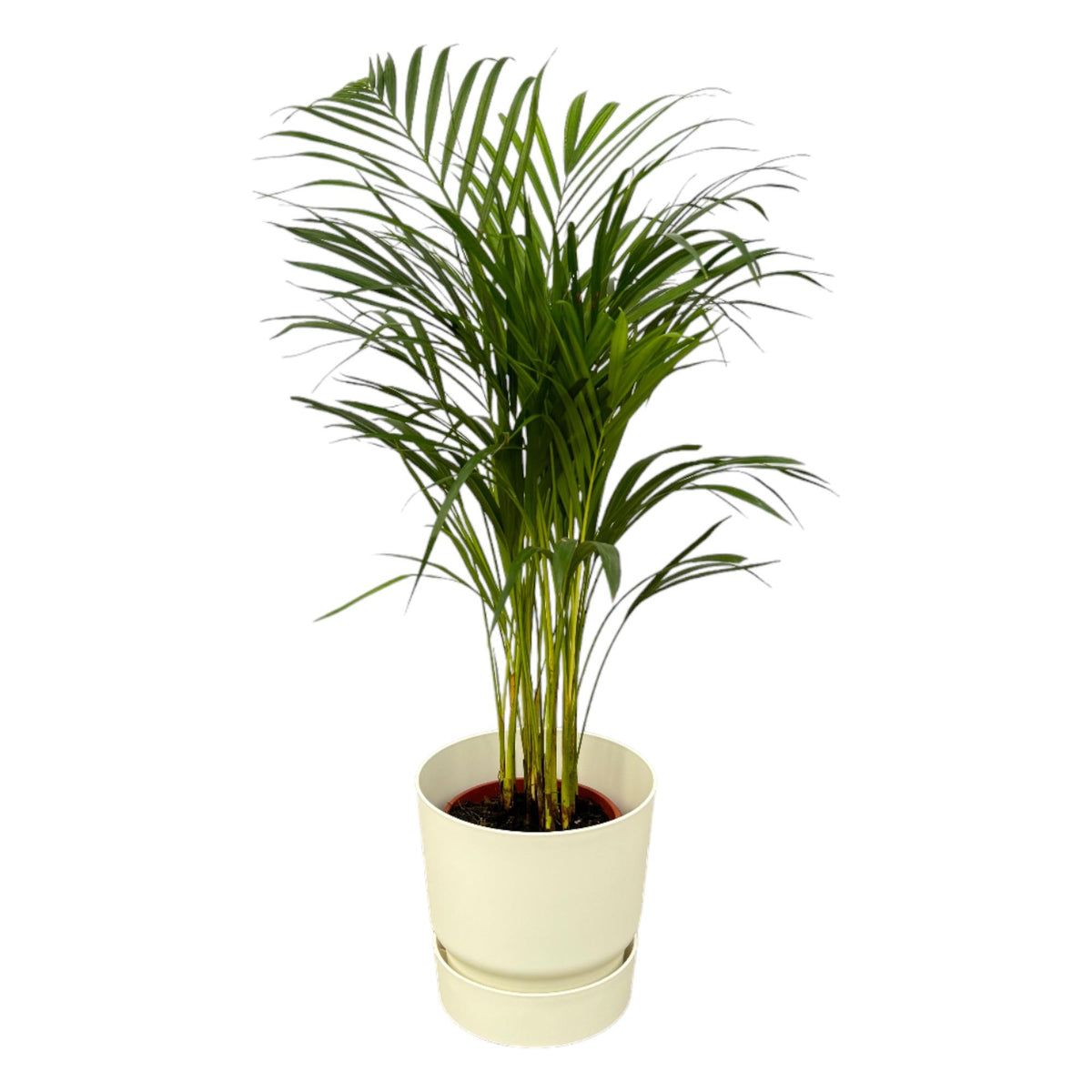Everspring Areca-Palme, 85cm hoch, Topf Ø19cm, inklusive Elho Greenville Round weiß, grüne Zimmerpflanze