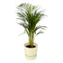 Everspring Areca-Palme, 85cm hoch, Topf Ø19cm, inklusive Elho Greenville Round weiß, grüne Zimmerpflanze