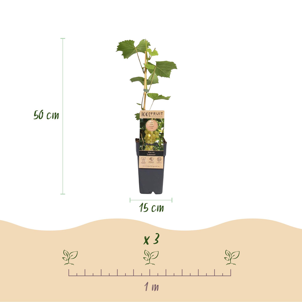 Zwei Everspring Lakemont Weintraubenpflanzen, kernlos, in 15 cm Töpfen, fruchtbare Weinreben für den Garten.