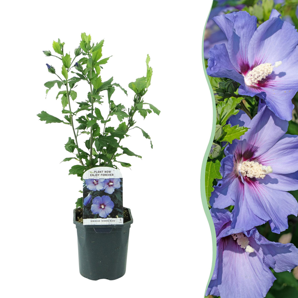 Hibiscus syriacus Oiseau Blue Pflanze mit blauen Blüten, laubabwerfend, Topf, ca. 45 cm hoch, wenig Pflege, Everspring