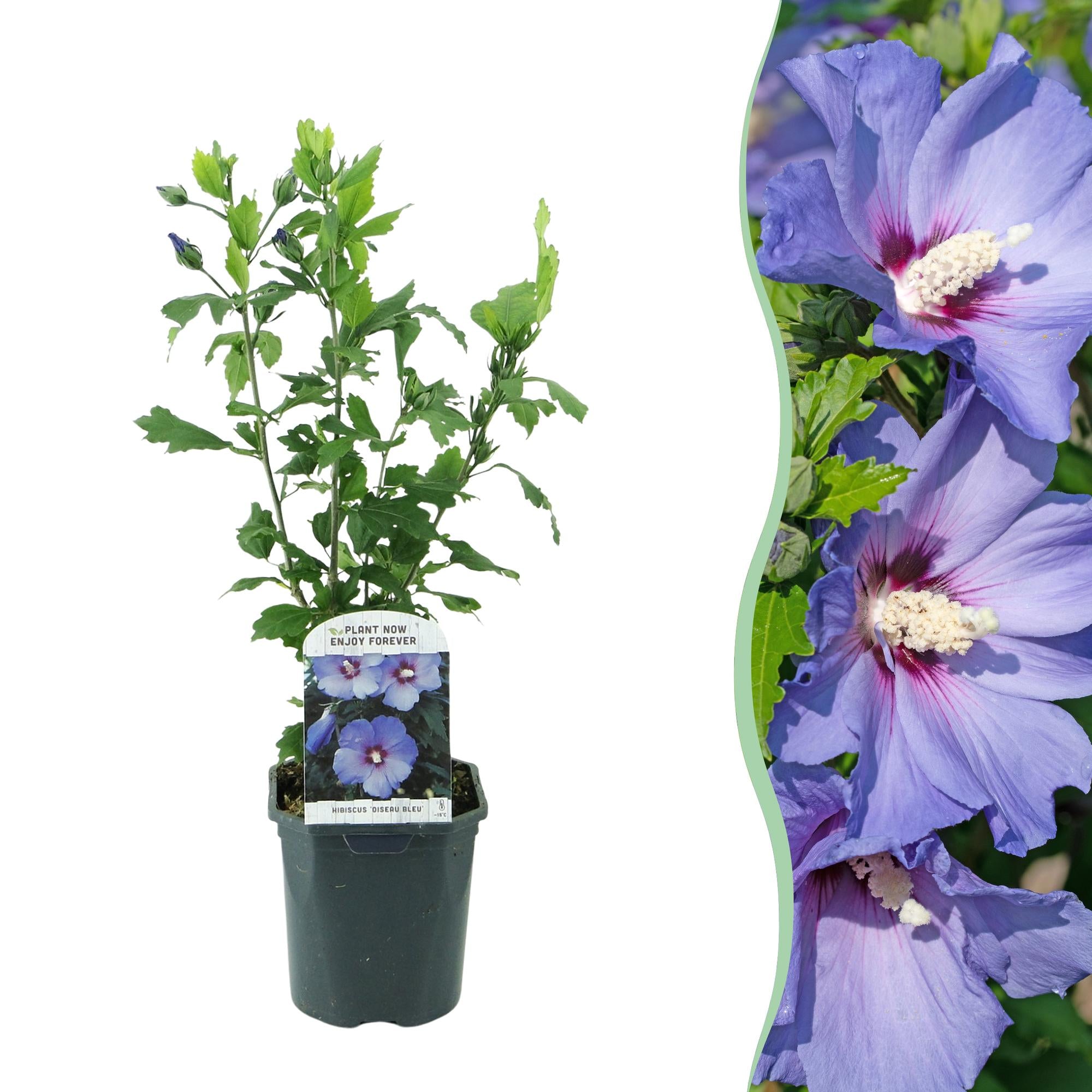 Hibiscus syriacus Oiseau Blue - Blüte Blau - 1 Pflanze - Laubabwerfend - Wenig Pflege - Topf 17cm Höhe 45cm
