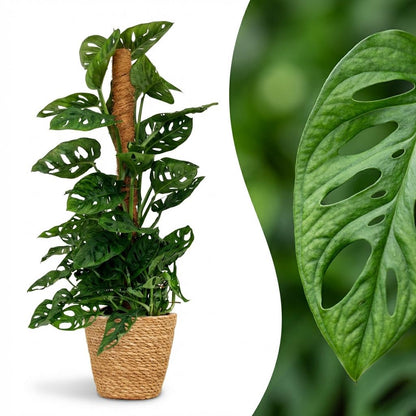 Monstera Adansonii mit Korb | Monkey Mask Moosstab – Topf 19 cm - Wurzelwerk Design