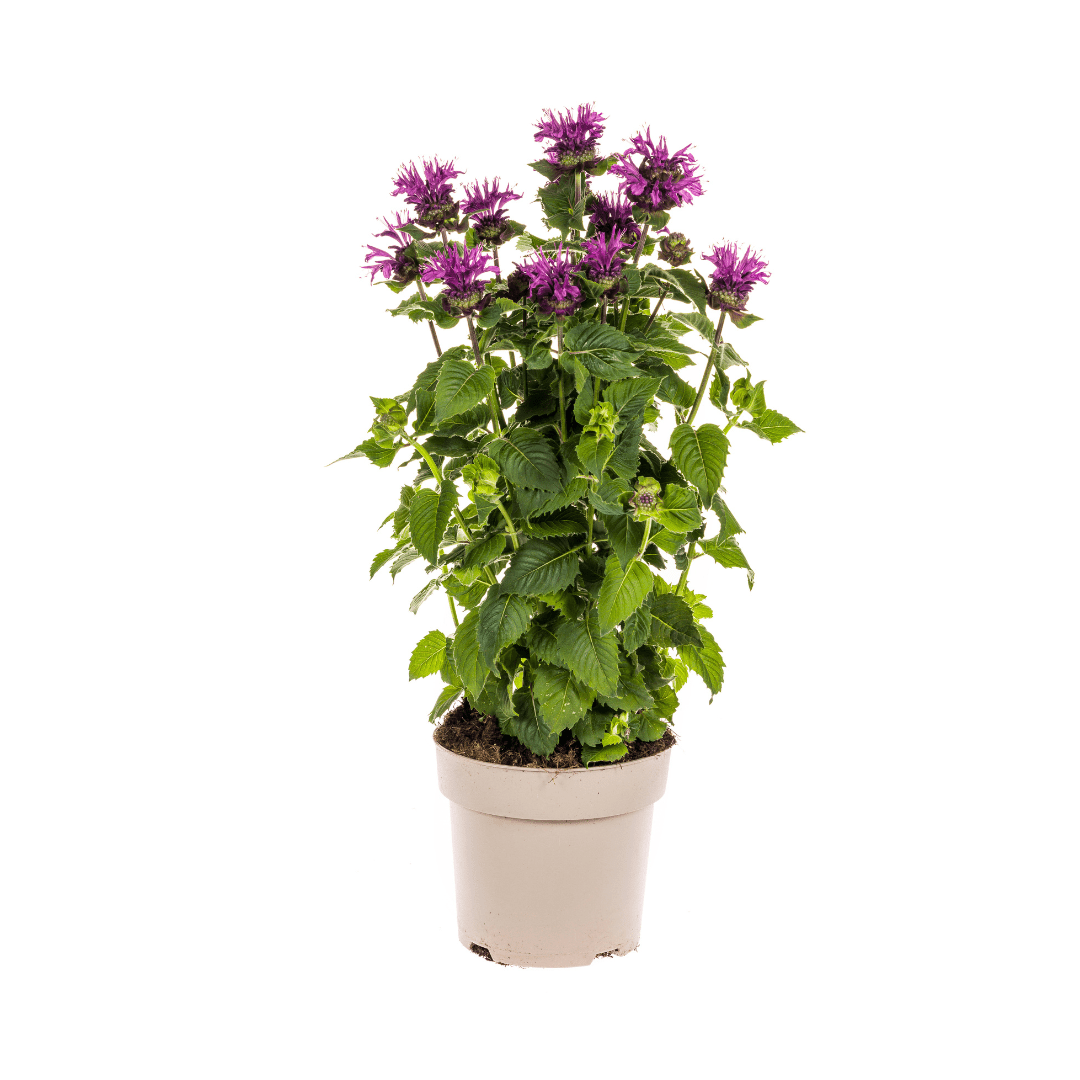 Monarda Didyma Purple Ø 19 cm - Höhe 45 - 60 cm - Wurzelwerk Design