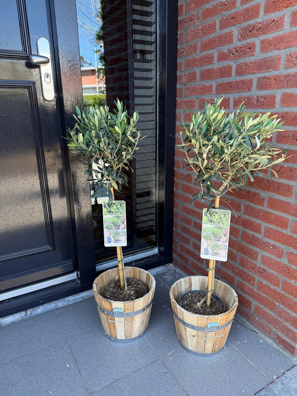 Olivenbaum Olea europaea in Topf, ca. 90 cm hoch, Terrassenpflanze, Everspring, grüne Blätter, gepflegt
