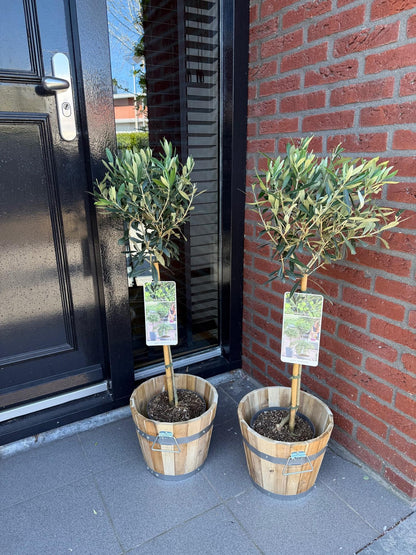 Olivenbaum Olea europaea in Topf, ca. 90 cm hoch, Terrassenpflanze, Everspring, grüne Blätter, gepflegt