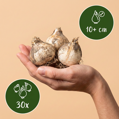 Zierlauch Miami – Allium online kaufen | 30 bis 120 Blumenzwiebeln, violett &amp; spätblühend – Wurzelwerk Design