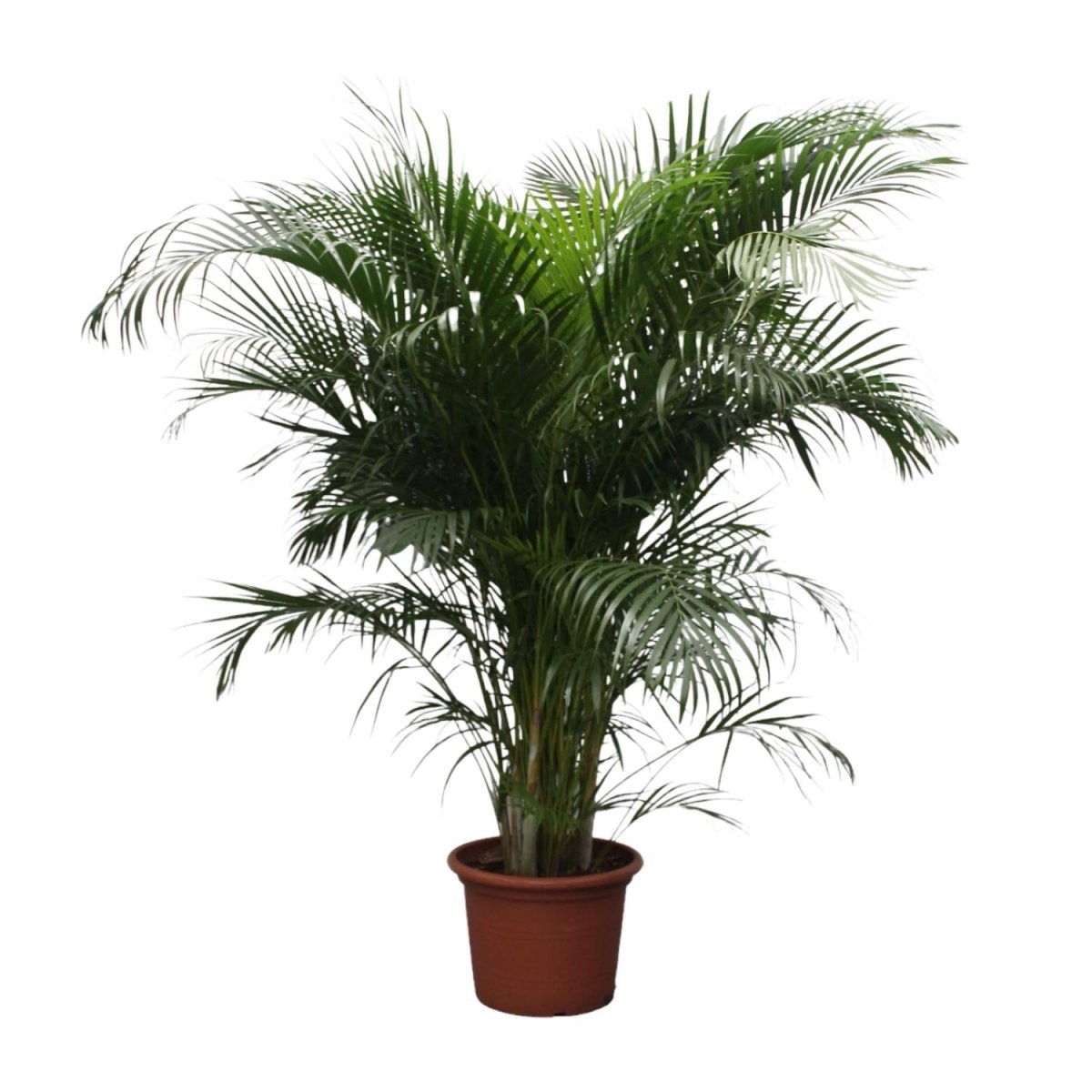 Areca Palme (Dypsis lutescens) 150 cm oder 230 cm - Wurzelwerk Design