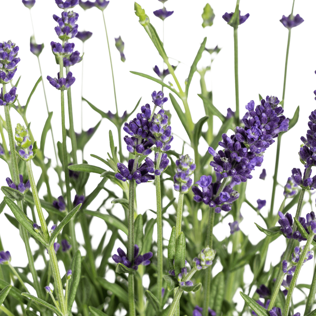 Lavandula angustifolia (8er - Set) – Echter Lavendel Ø19 cm | Duft &amp; Bienenliebe - Wurzelwerk Design