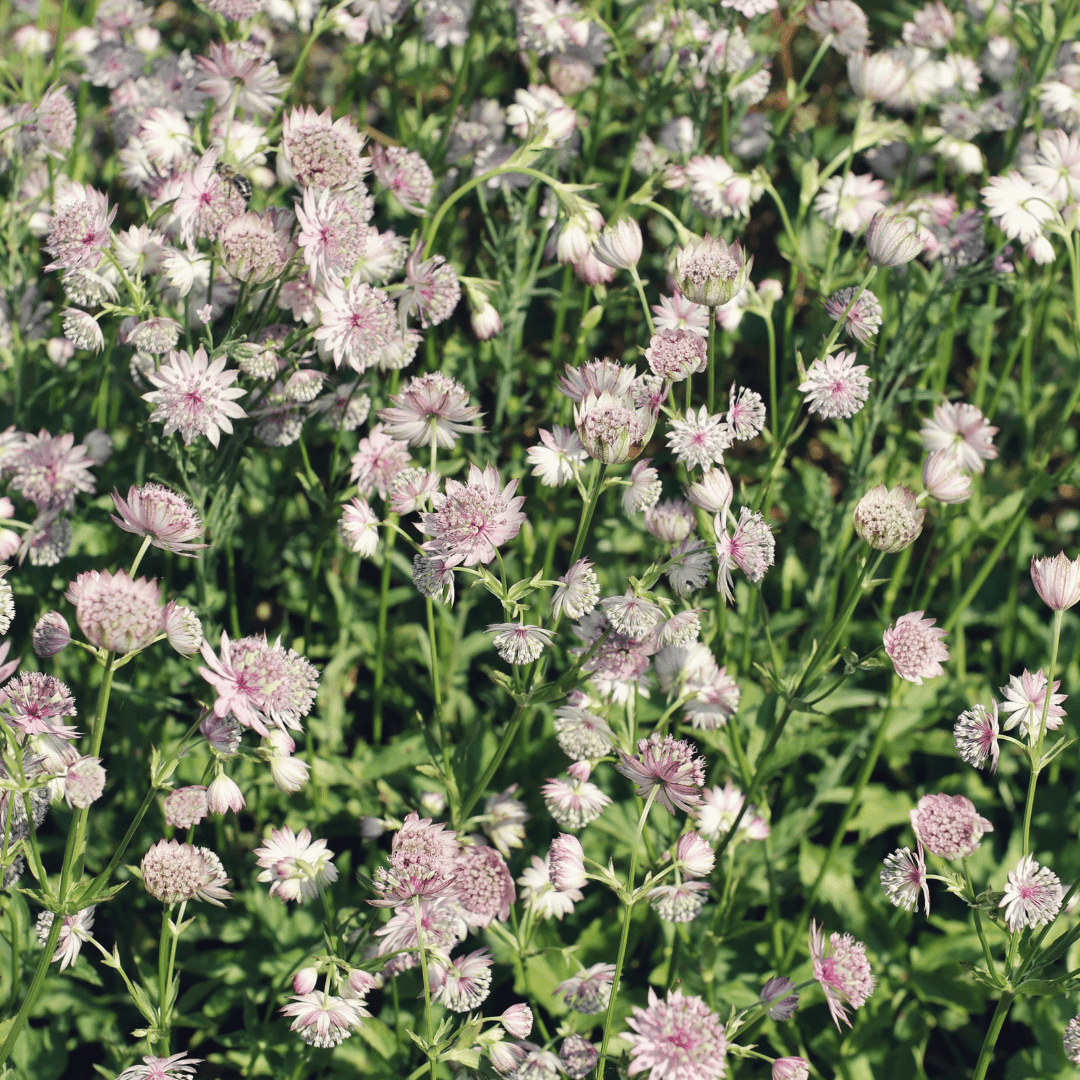 Sechs Astrantia major Pflanzen, Everspring, Höhe 10-25 cm, Durchmesser 9 cm, kleine Blüten, grüne Blätter, Gartenpflanzen