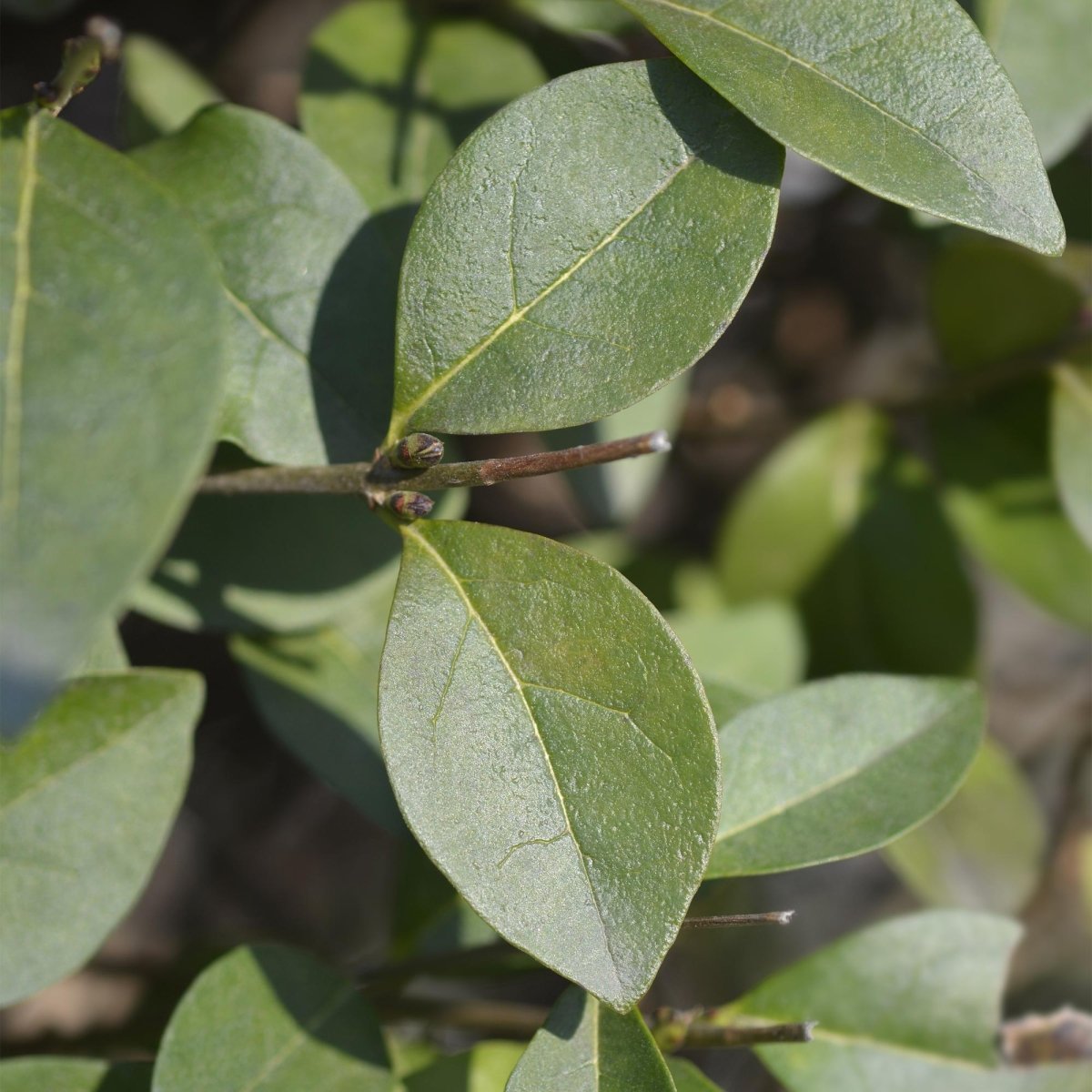 Ligustrum ovalifolium – 8 Pflanzen für 1 m Hecke | Immergrün &amp; schnittfest - Wurzelwerk Design