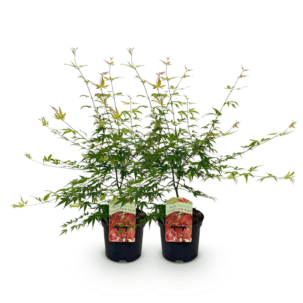 Zwei rosa japanische Ahornpflanzen Acer palmatum Pink Dwarf in Töpfen, laubabwerfend, Höhe ca. 70 cm, Topf 19 cm Durchmesser.