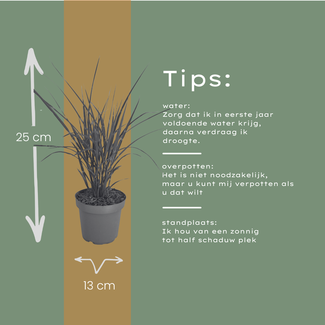 Zebragras kaufen | 3× Miscanthus sinensis Zebrinus, Ø 12 cm