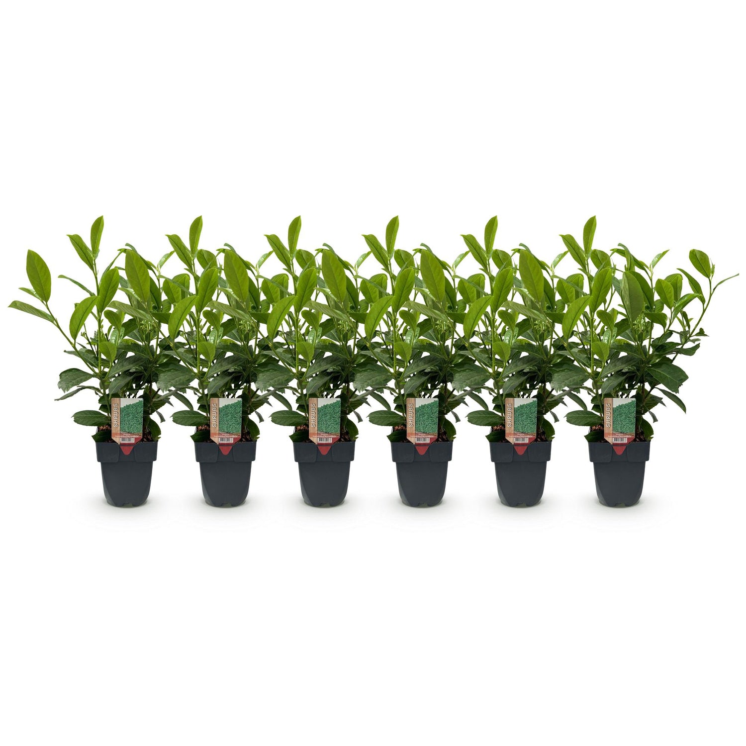 Kirschlorbeer Rotundifolia – Prunus laurocerasus online kaufen | 6 Pflanzen für 1 m Hecke, immergrün &amp; blickdicht – Wurzelwerk Design