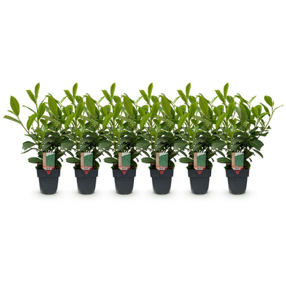 Kirschlorbeer Rotundifolia – Prunus laurocerasus online kaufen | 6 Pflanzen für 1 m Hecke, immergrün &amp; blickdicht – Wurzelwerk Design