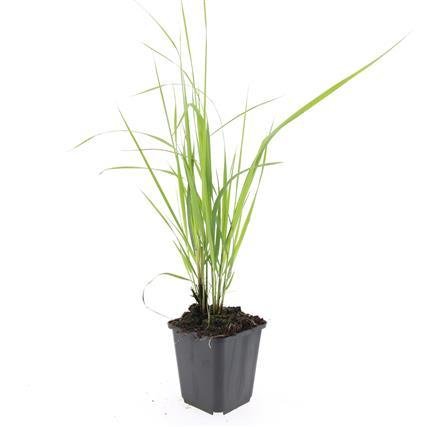 24x Calamagrostis acutiflora ‘Karl Foerster’ – Garten - Reitgras für moderne &amp; naturnahe Gärten – Höhe 10–25 cm – Ø 9 cm - Wurzelwerk Design