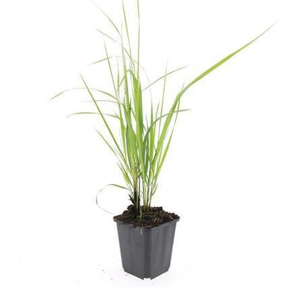 24x Calamagrostis acutiflora ‘Karl Foerster’ – Garten - Reitgras für moderne &amp; naturnahe Gärten – Höhe 10–25 cm – Ø 9 cm - Wurzelwerk Design