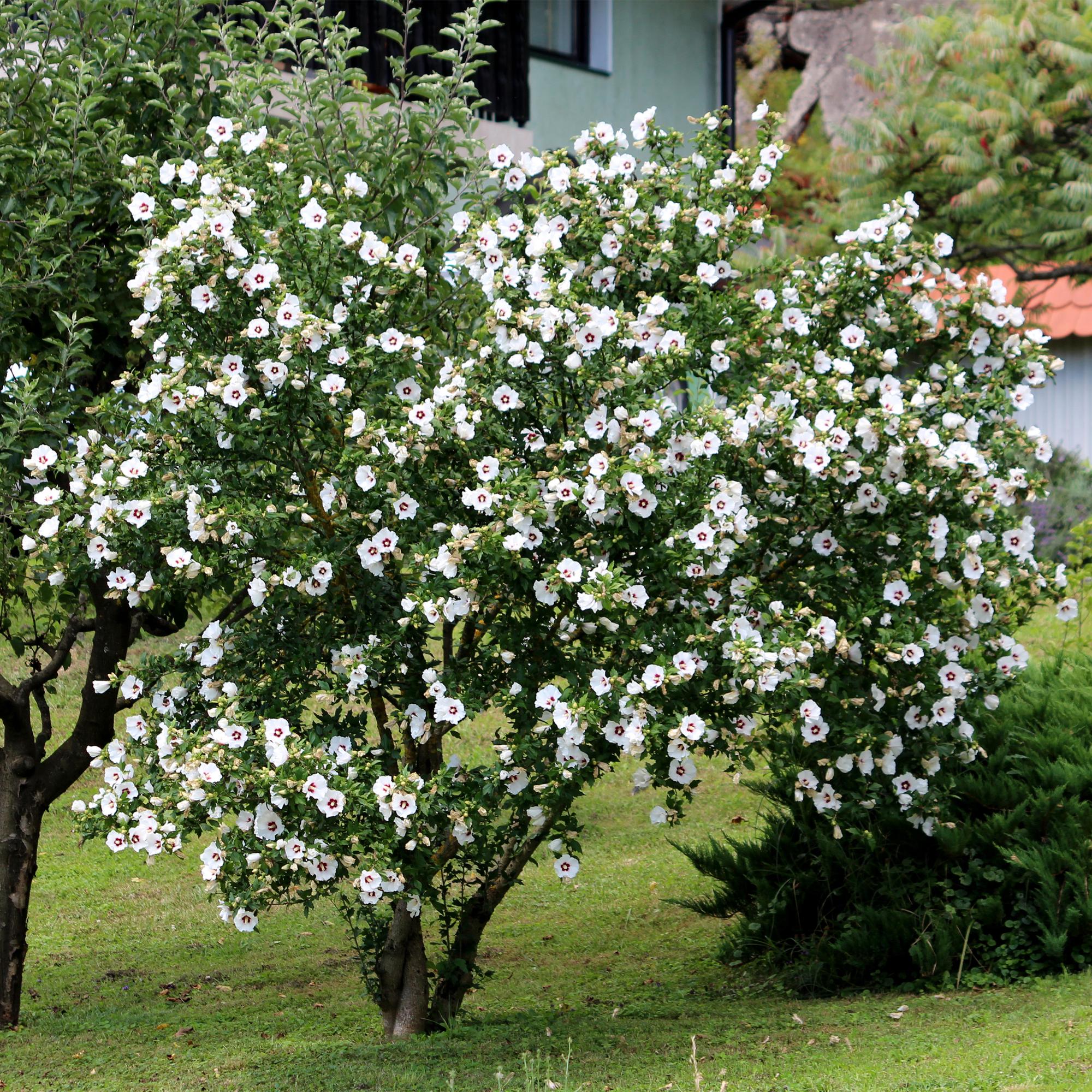 Hibiscus syriacus Red Heart Pflanze, blühend mit weißen Blüten und rotem Herzen, in 17cm Topf, laubabwerfend, pflegeleicht