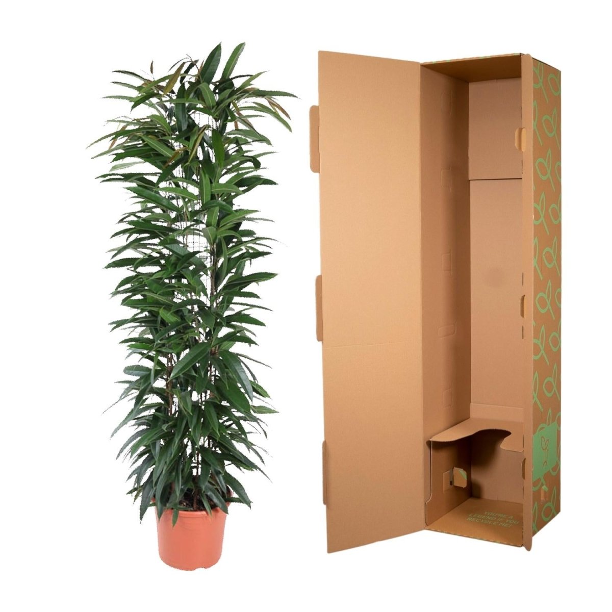 Ficus Alii King – Elegante Bananenpflanze für Innenräume - Wurzelwerk Design