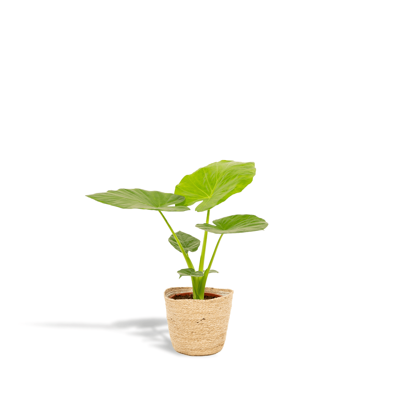Alocasia macrorrhiza Pflanze mit großen grünen Blättern in Korb, 70 cm hoch, von Everspring, auf Bild zu sehen
