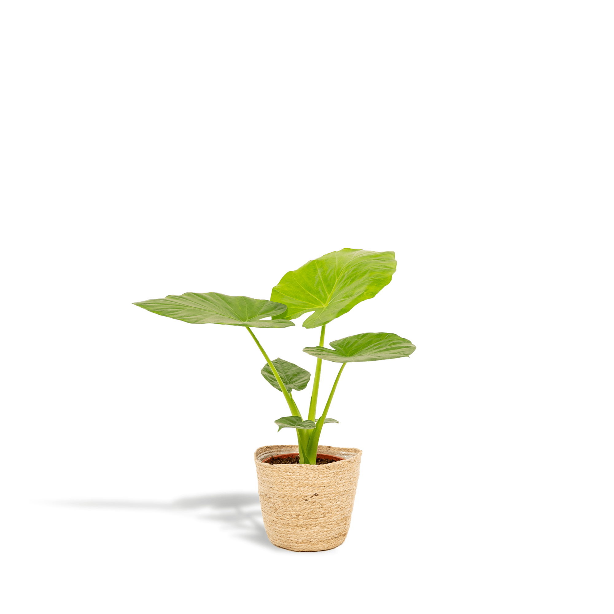 Alocasia macrorrhiza Pflanze mit großen grünen Blättern in Korb, 70 cm hoch, von Everspring, auf Bild zu sehen