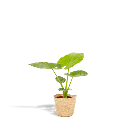 Alocasia macrorrhiza Pflanze mit großen grünen Blättern in Korb, 70 cm hoch, von Everspring, auf Bild zu sehen