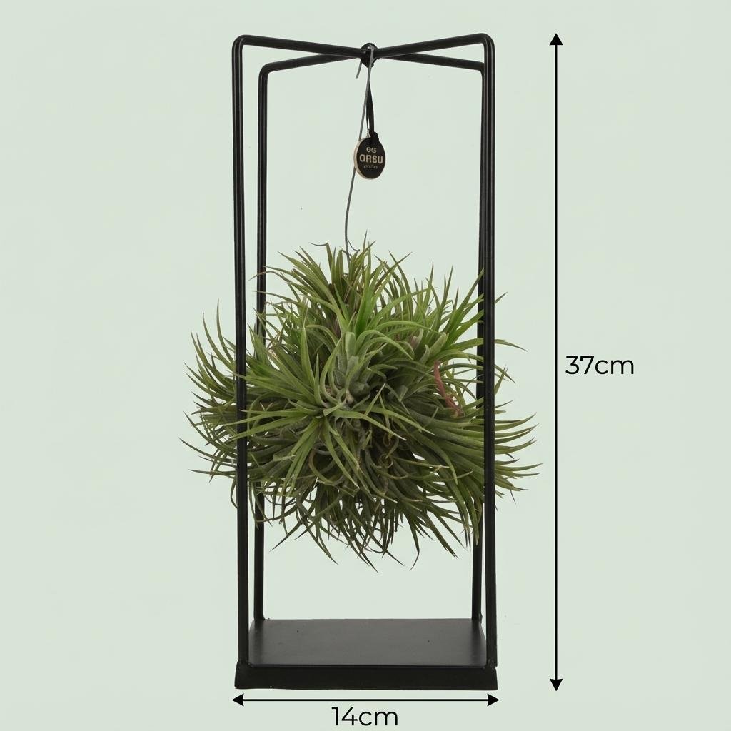Tillandsia Everspring Luftpflanze im dekorativen Topf, Durchmesser 14 cm, Höhe 37 cm, grüne Pflanze auf Bild.