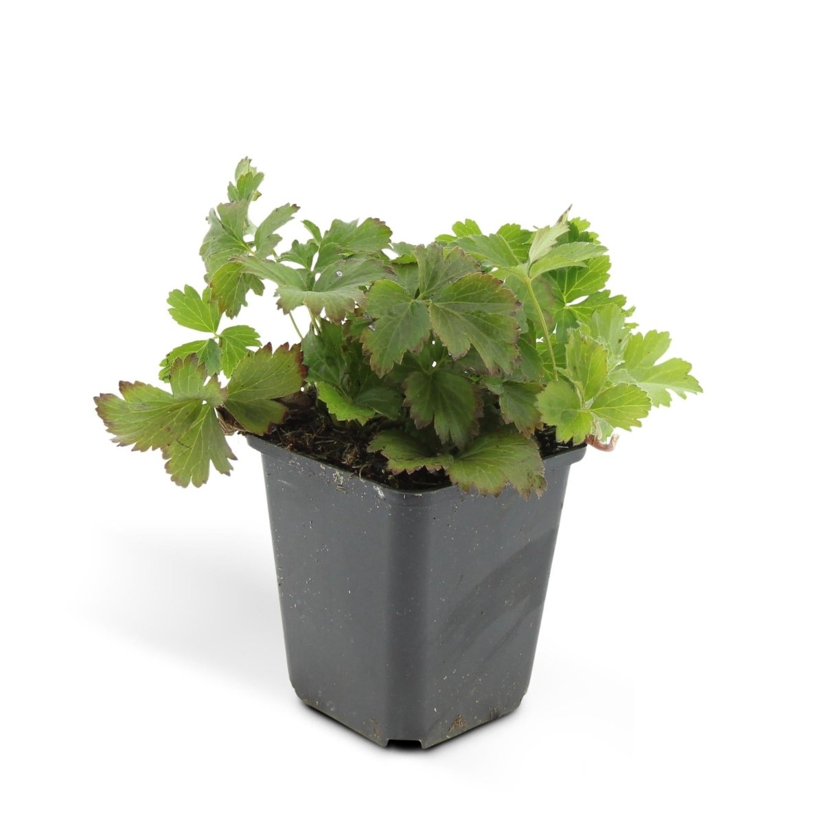24x Waldsteinia ternata – Immergrüner Bodendecker für Beete &amp; Gehölzränder – Höhe 10–25 cm – Ø 9 cm - Wurzelwerk Design