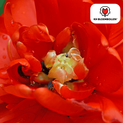 Gefüllte tiefrote Tulpenzwiebeln Bombastic Red von Everspring, 20 Stück, frisch und bereit für die Pflanzung