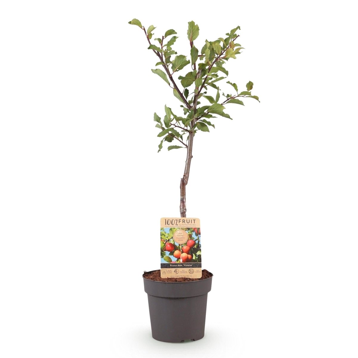 Pflaumenbaum - Prunus domestica Victoria - Rote Pflaume - Topf 21cm Höhe 90cm - Wurzelwerk Design