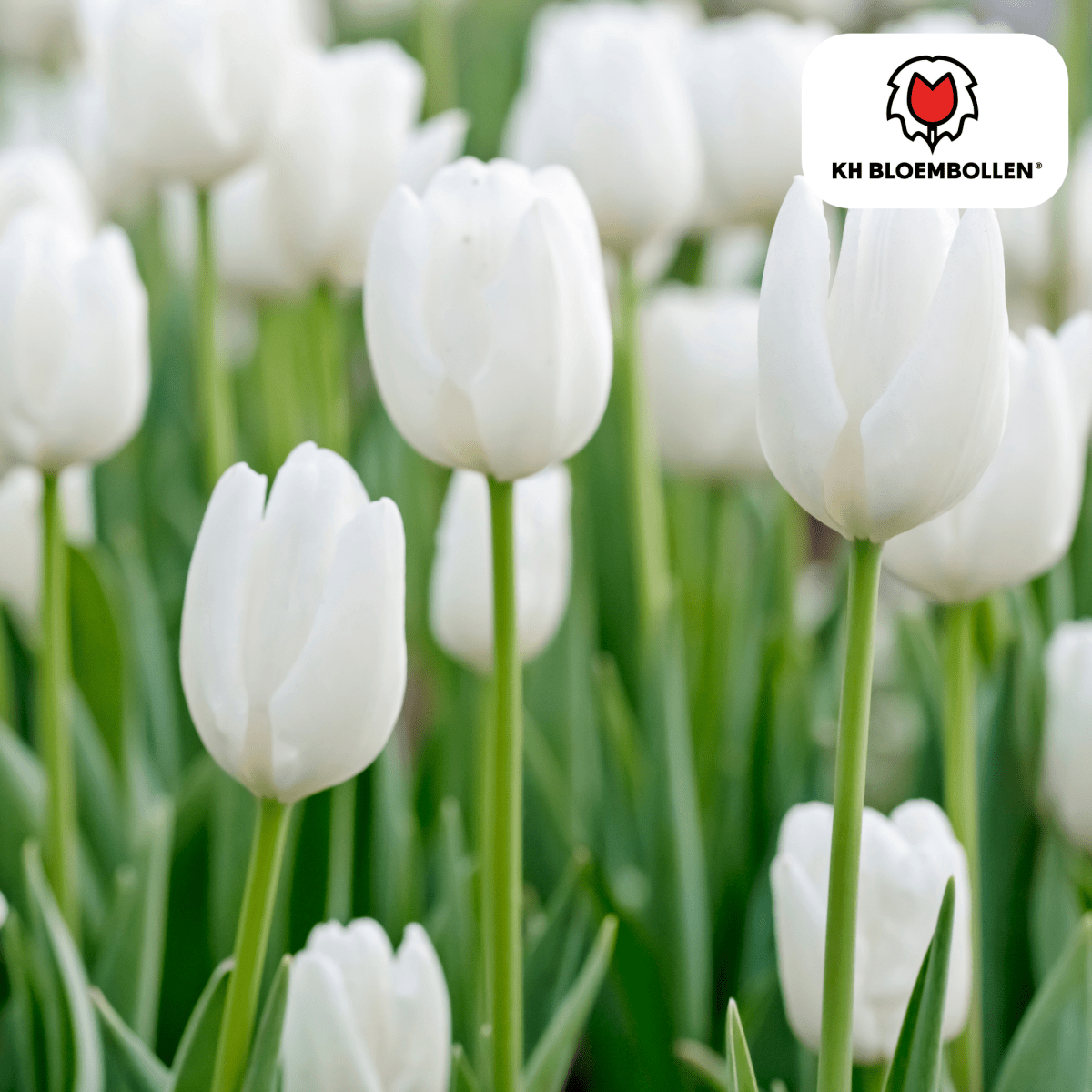 Catherina Tulpenzwiebeln – 20er - Pack | Weiß &amp; edel - Wurzelwerk Design