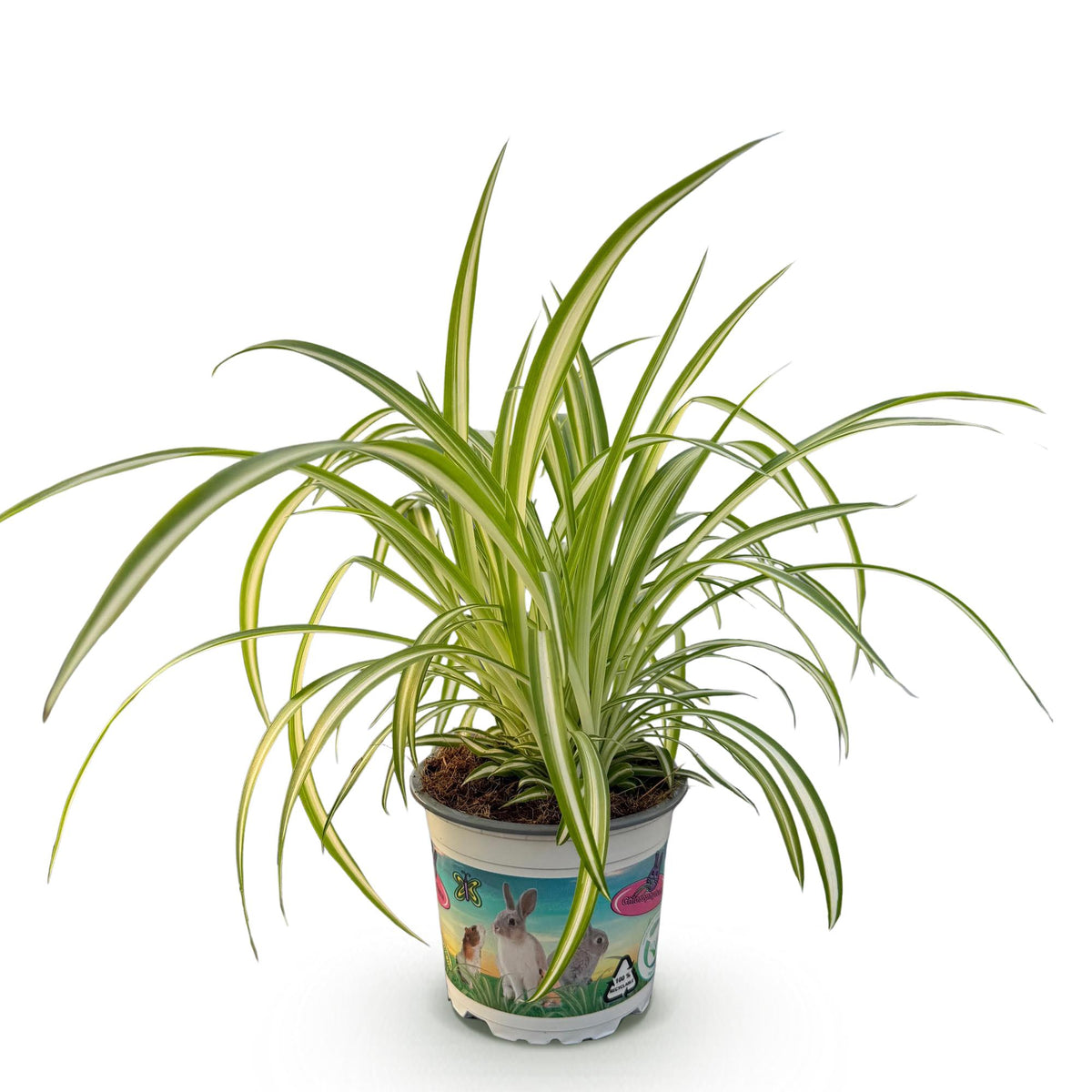 Bunte Graslilie Chlorophytum comosum Variegatum in 12cm Topf, ca. 20cm hoch, von Everspring, grüne und weiße variegierte Blätter