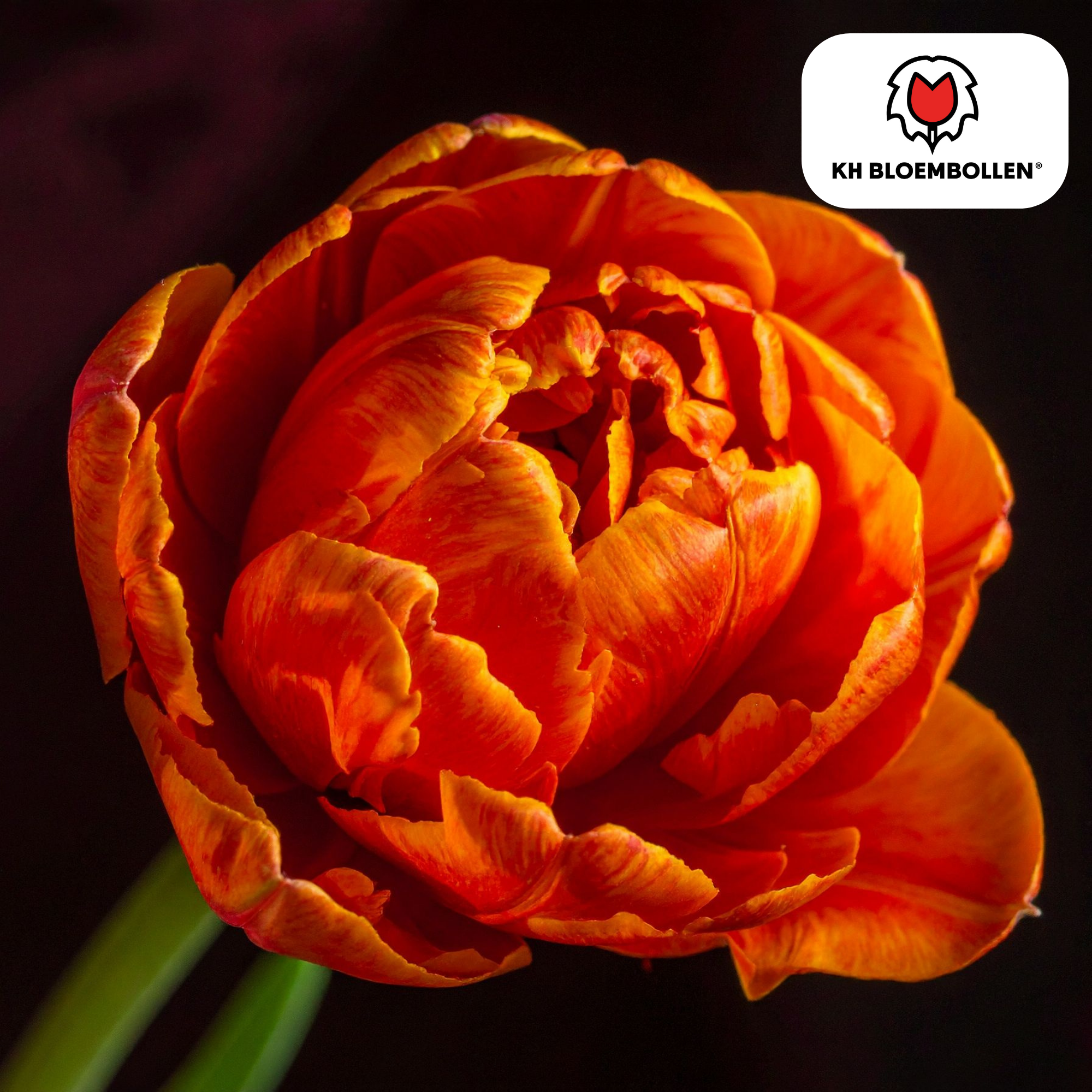 Tulpenzwiebel Icon – 20er-Pack | Gefüllt &amp; orange